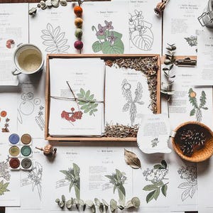 May include: Overhead view of botanical illustrations and related items. A wooden box contains two illustrated cards tied with string. Other cards feature plant drawings and text. A cup, paint set, and small bowl with pine cones are also present.