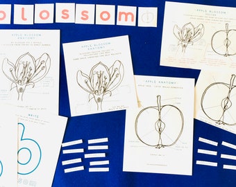 Apple Blossom Anatomy | Blossom printable | Home Schooling