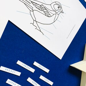 Bird Anatomy | Bird Colouring in Printable | Home Schooling - Etsy