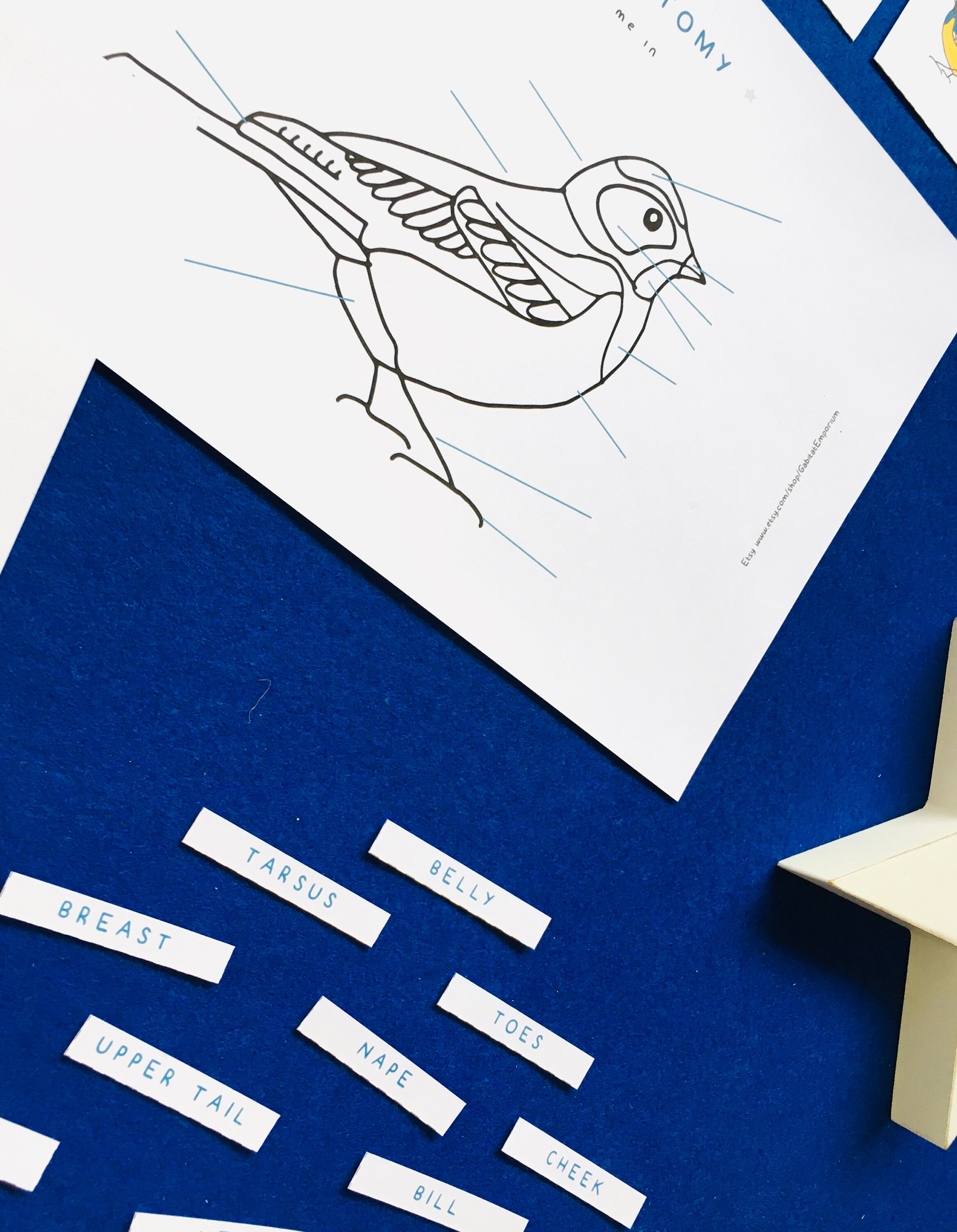Bird Anatomy Bird Colouring in Printable Home Schooling - Etsy
