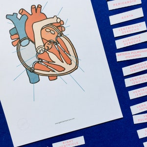May include: A colorful diagram of the human heart labeled in Spanish. The heart is shown in cross-section with the chambers and valves labeled. The labels are printed on separate pieces of paper and are placed around the diagram.