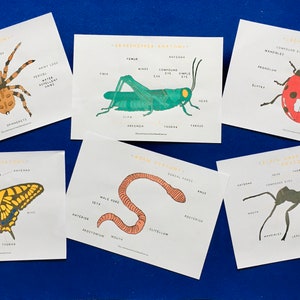 Minibeasts printables bundle | Insects ladybird worm spider grasshopper butterfly ant