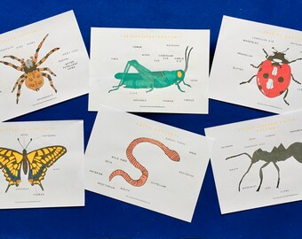 Minibeasts printables bundle | Insects ladybird worm spider grasshopper butterfly ant