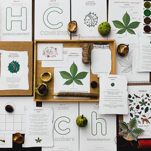 May include: An overhead shot of a collection of autumn-themed craft supplies and educational materials. Includes printed cards with text, a wooden tray, conkers, leaves, and colorful felt balls. The text includes "Hello Autumn" and "Conkers".