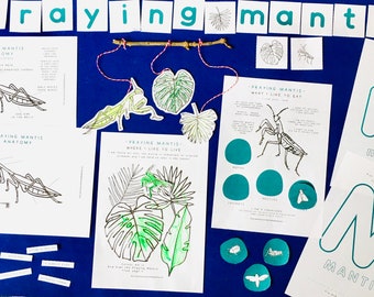 Praying Mantis Anatomy | Home Education | Learning Resource