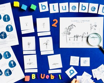 Bluebell Lifecycle Printable | Bluebells Home Education | Learning Resource