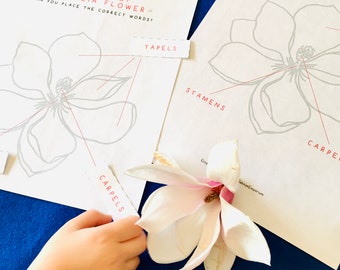 Magnolia Flower Anatomy | Home School printable | Flower Learning Resource | Montessori Learning