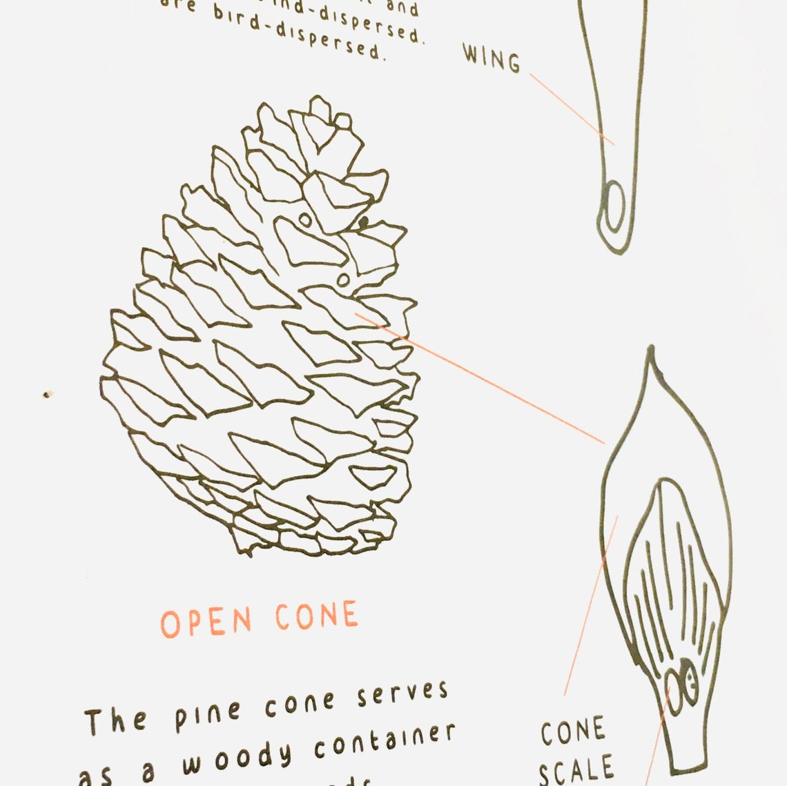 Pine Cone Anatomy Evergreen Printable Home Education Etsy Canada