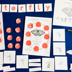 Caterpillar lifecycle printable