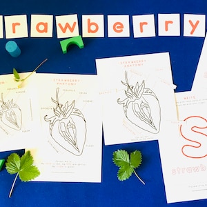 Strawberry Anatomy and Life cycle | Home Education printable | Homeschool nature study | Waldorf | Montessori