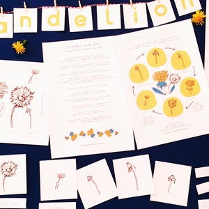 Dandelions | Dandelion Home School Printable | Education | Learning Resource