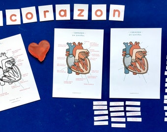 Heart Anatomy | Spanish and English home education printable | Homeschool learning resource | Montessori