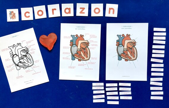 Heart Anatomy | Spanish and English home education printable | Homeschool learning resource | Montessori