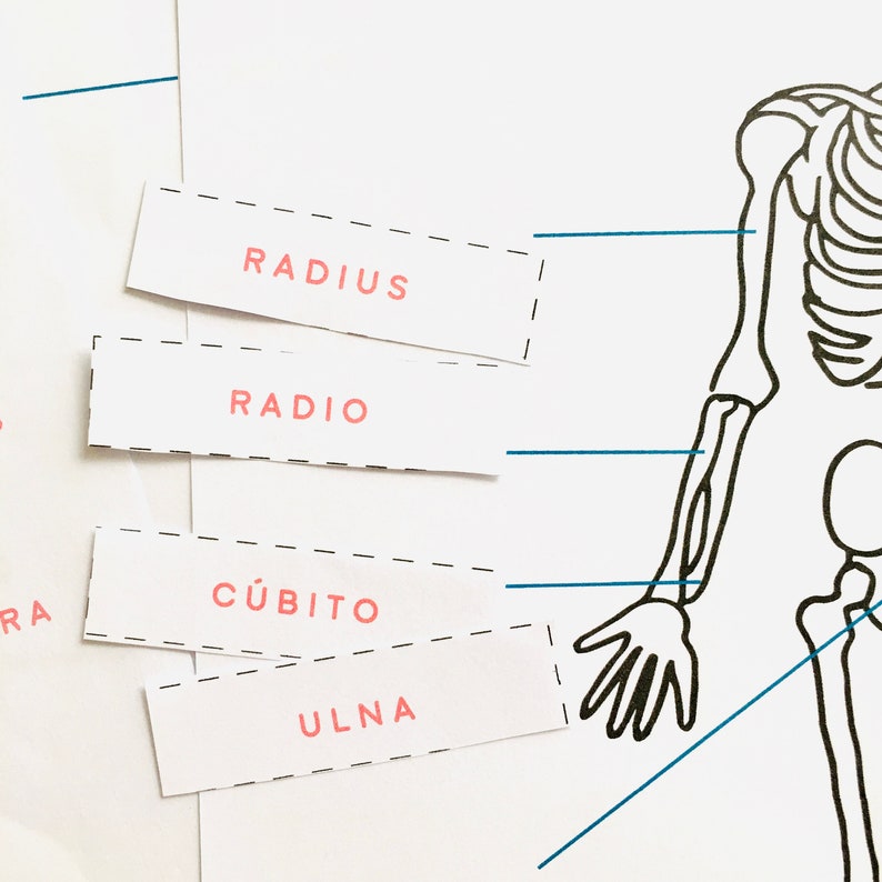Spanish and English Skeletal anatomy Home education learning resource printable Homeschool education image 3