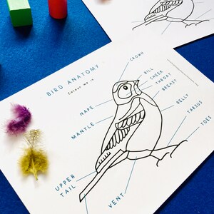 Bird Anatomy | Bird Colouring in Printable | Home Schooling - Etsy