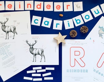 Anatomy of a Reindeer | homeschool | Montessori printable