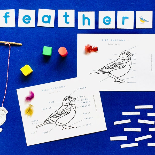 Bird Anatomy | Bird Colouring In Printable | Home Schooling