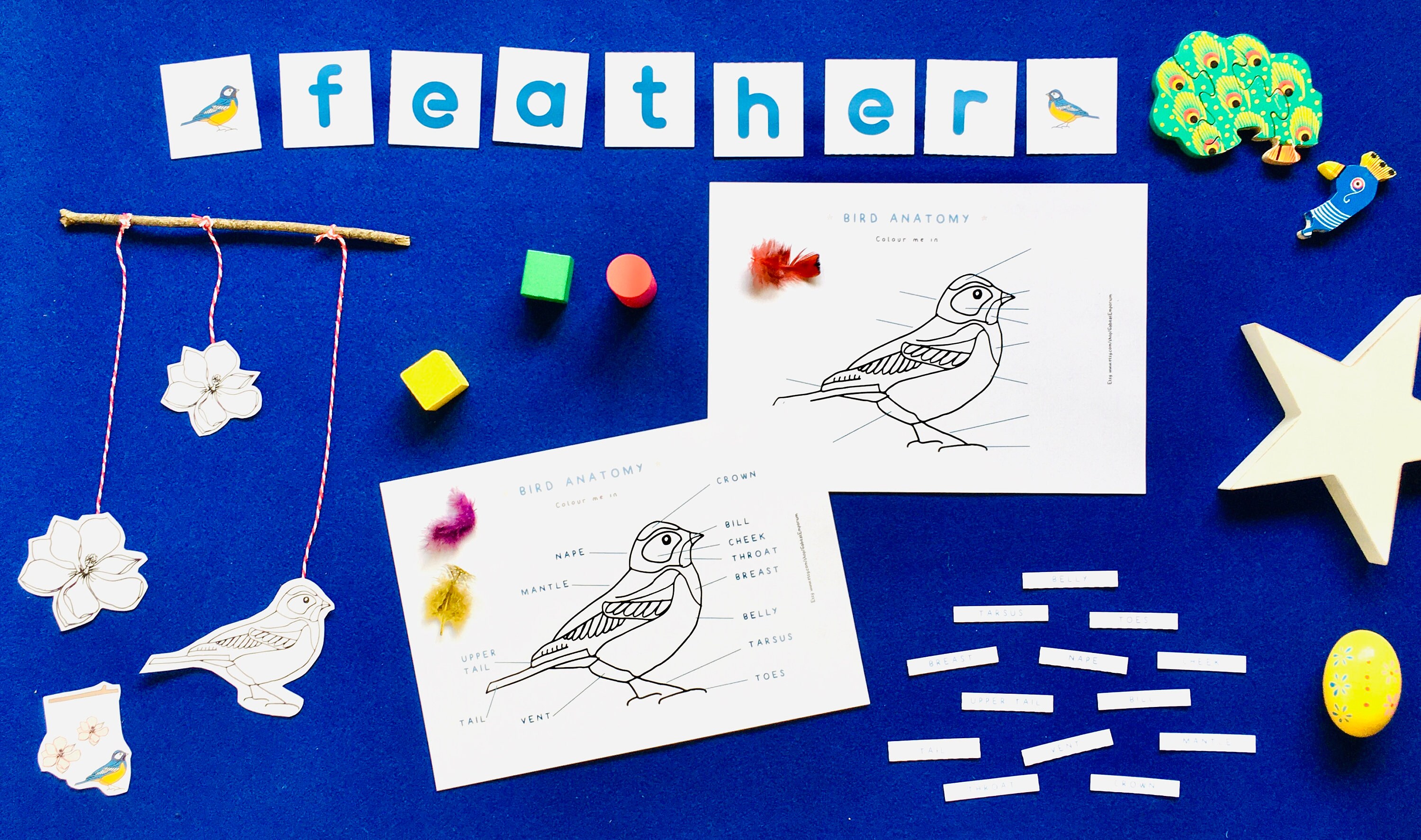 Bird Anatomy | Bird Colouring in Printable | Home Schooling - Etsy