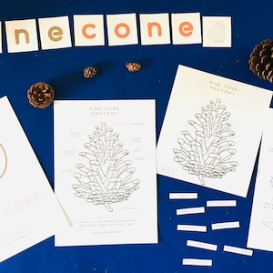 Pine cone anatomy | Evergreen printable | Home education | Homeschool | learning resources | Classroom Decor | Montessori