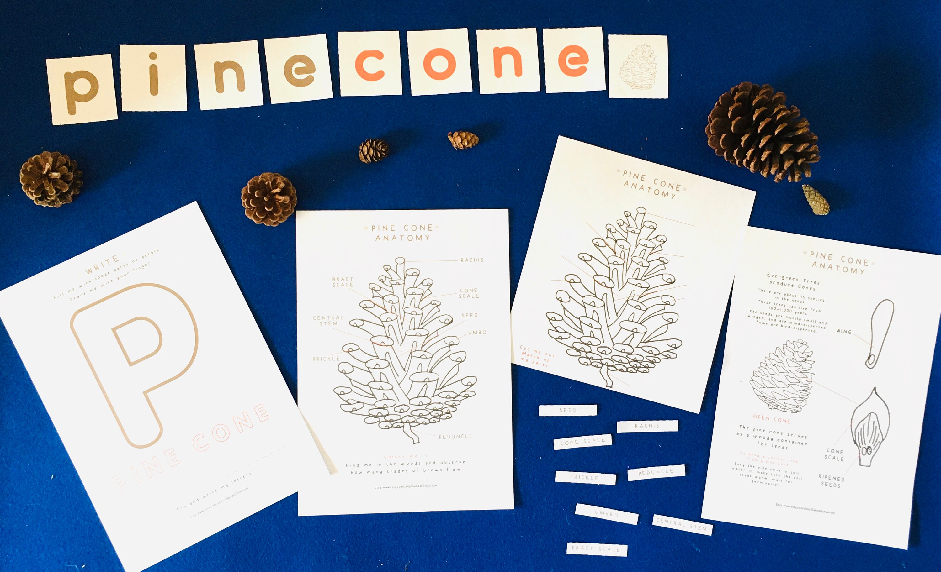 Pine Cone Anatomy Evergreen Printable Home Education Etsy UK