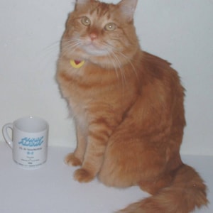 May include: A ginger cat with a yellow heart-shaped tag around its neck sits on a white surface next to a white mug with blue text that reads "Happy Birthday 19. Jr. de Evangelische B-Z. Church in Oklahoma City 1983".