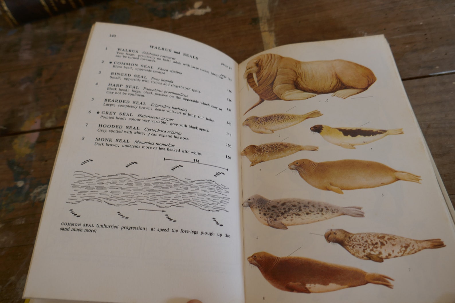 Vintage Nature Book Animal Book Vintage Animal book Etsy