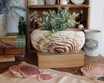 Vintage Shell Sylvac Pottery Mantle Vase: Shell decor