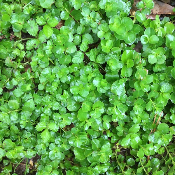 Creeping Jenny, ground cover, hanging basket, perennial 20+ sprigs