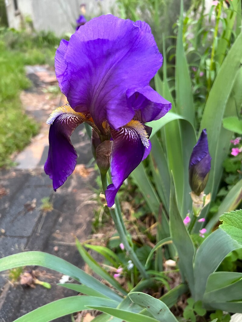 3 Large Bloom Purple Bearded Iris Rhizomes - Etsy