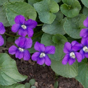 Spring —— Wild Violets 15 purple plants in bloom now