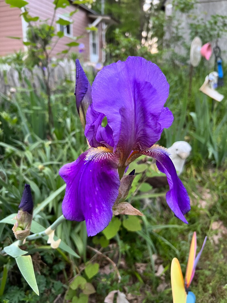 3 Large Bloom Purple Bearded Iris Rhizomes - Etsy