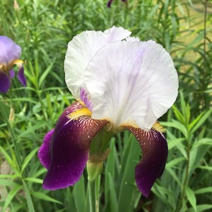 3 Iris Rhizomes/Bulbs/Roots fan. You will receive the Iris in the picture.