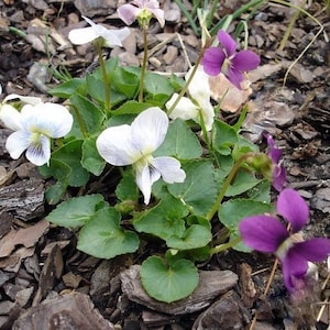 Wild Violets 20 + plants. Mixed Purple and White.  In bloom now.