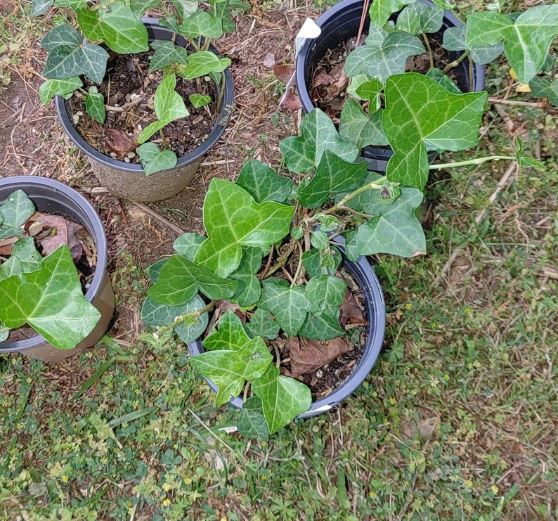 Lierre anglais d'intérieur/extérieur : 5 plantes vivantes de belle taille à racines nues. Excellent purificateur d'air, paniers suspendus aux couvre-sols.