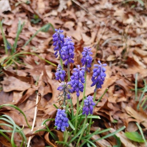 25 Grape Hyacinth Bulbs (Muscari) various sizes.