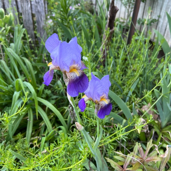 SALE——5 Heirloom Iris Rhizomes/Bulbs/Roots.  Old fashioned purple.  Photos are showing my old fashioned Iris purple and shades may vary.