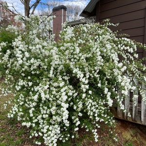 Bridal Wreath Spirea Plant Priennial You will receive 5 cuttings.