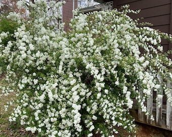 Bridal Wreath Spirea Plant Priennial You will receive 5 cuttings YOU ROOT