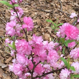 Pink Double Flowering Almond Bush one/two bareroot plants