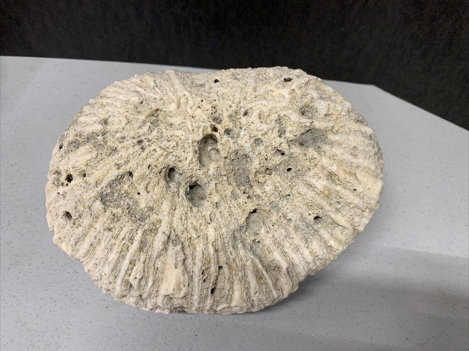 Dried brain coral fossil sea reef fishtank aquarium decor 5 lb Etsy