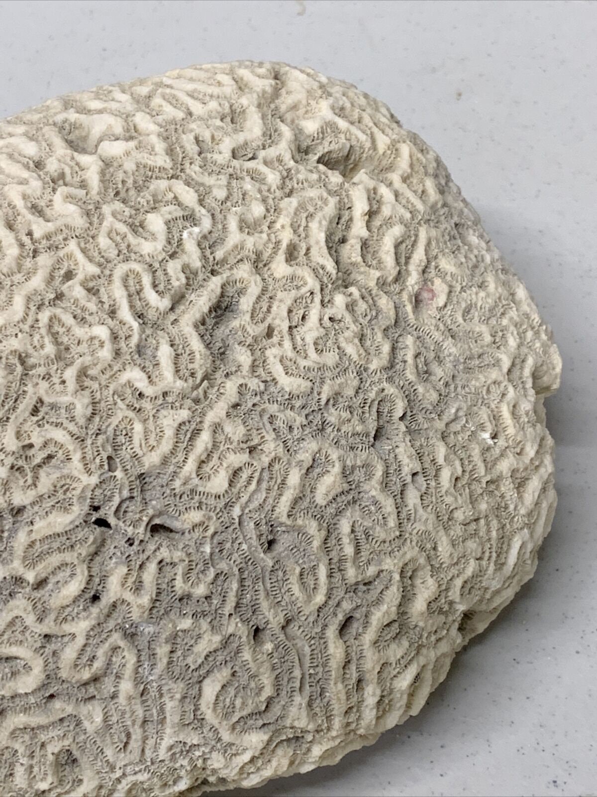 Dried brain coral fossil sea reef fishtank aquarium decor 5 lb Etsy