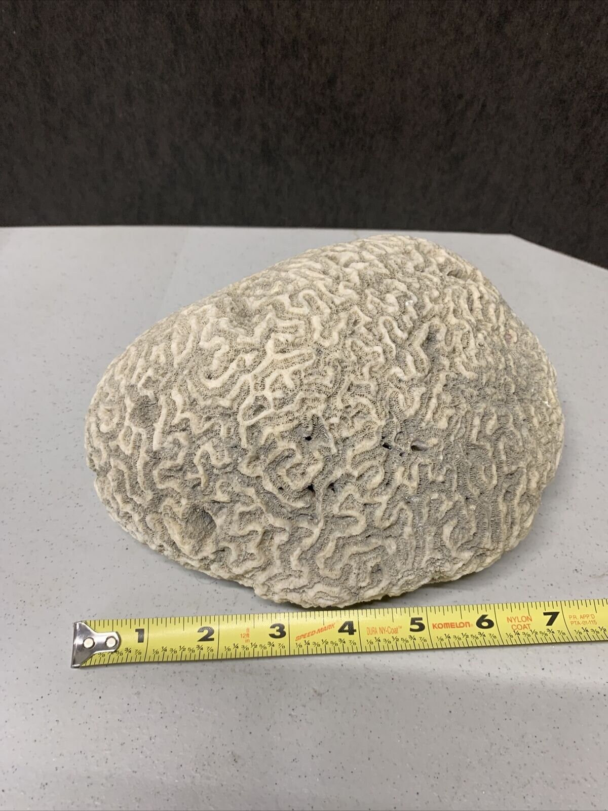 Dried brain coral fossil sea reef fishtank aquarium decor 5 lb Etsy