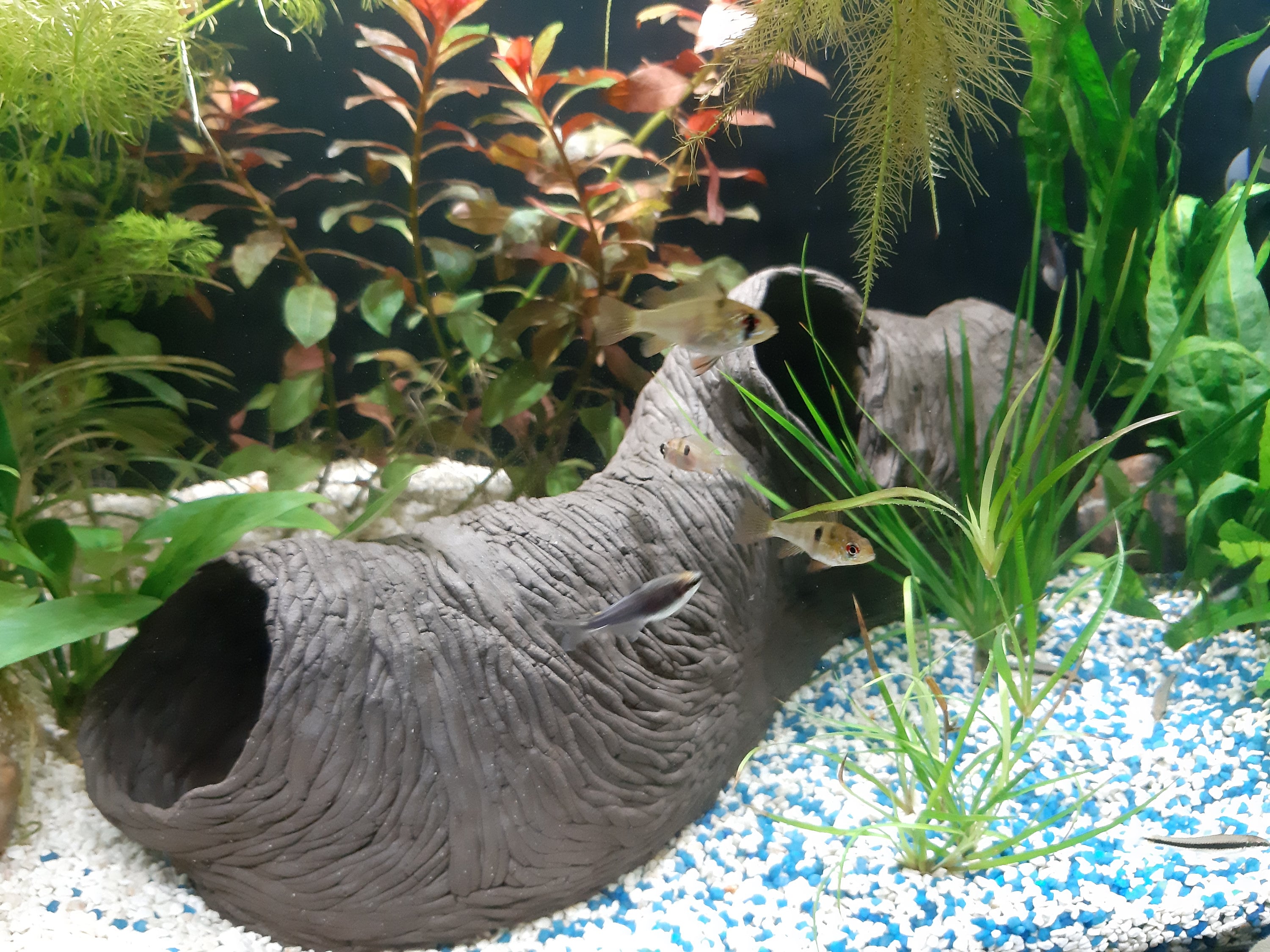 Aztec fish tank decorations deals