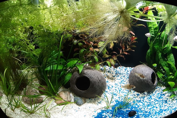 Haustierbedarf Fische Deko & Zubehör Ohne Deko & Zubehör Kokosnuss Aquarium Deko 