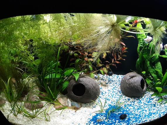 Dark Spanish Clay Aquarium Decoration for Fish Breeding Natural