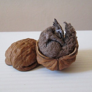 May include: A small, brown, furry squirrel figurine is curled up inside a halved walnut shell.