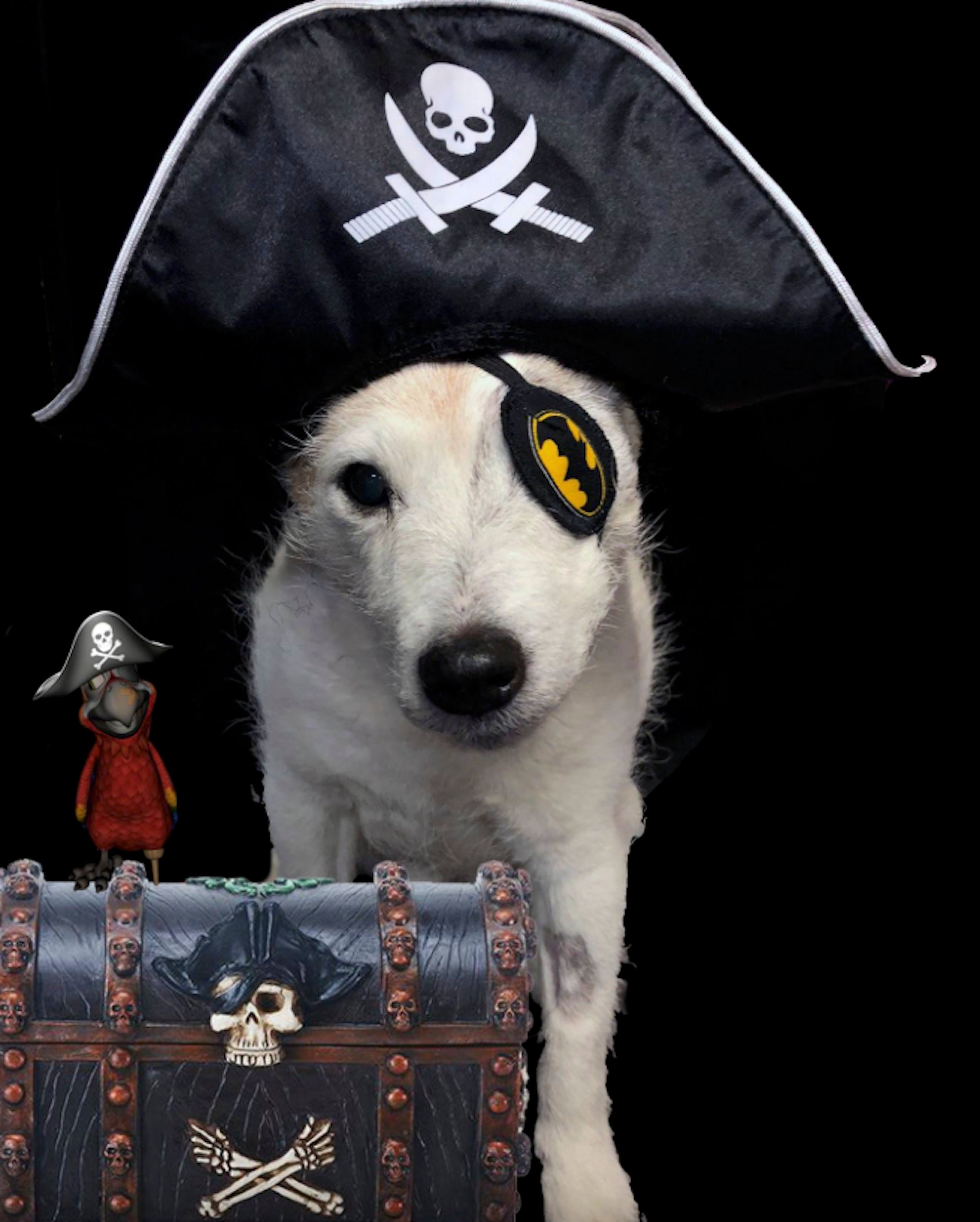 Eye Patch for Dogs Etsy Canada