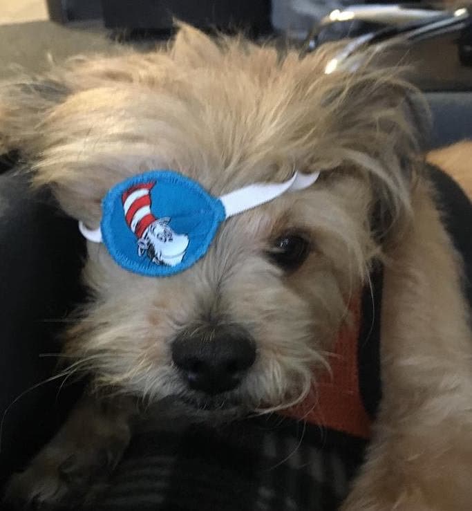 Dog pirate eye patch hotsell