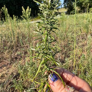 Wild gesammelter Beifuß | Getrocknete ganze Stängel & Bündel | Artemisia vulgaris