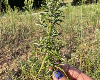 Wildcrafted Mugwort | Dried Whole Stems & Bundles | Artemisia vulgaris